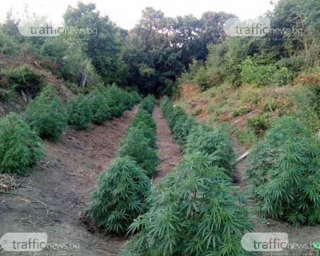 Полицията в Бургас сгащи бивш моряк, докато си полива плантацията с канабис