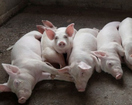 Умъртвявт прасетата в новите огнища на африканска чума у нас