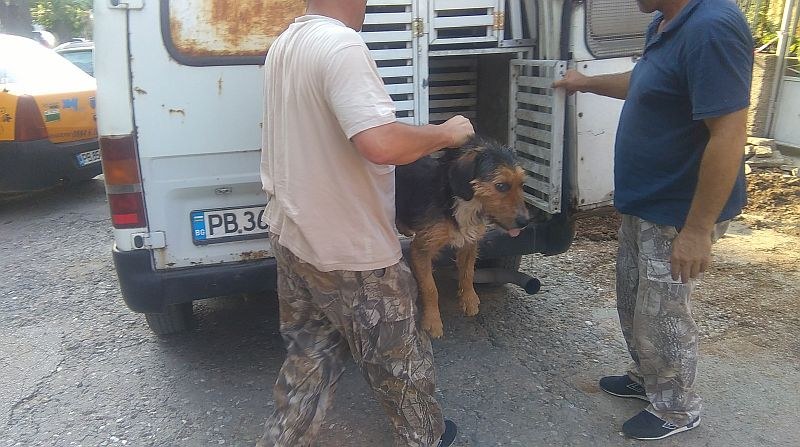 Бездомно куче нахапа две деца в Асеновград