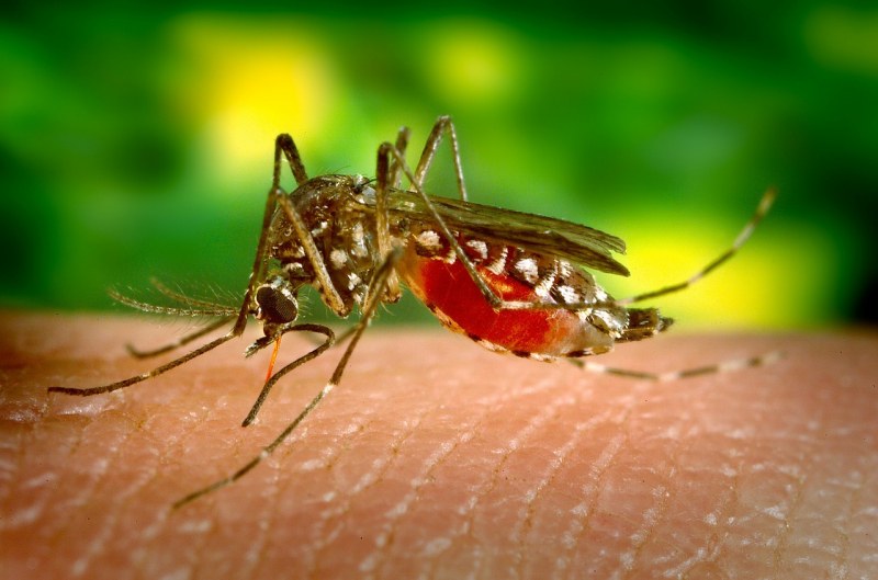 Проф. Кантарджиев за летните зарази: Пазете се от комари, мийте си ръцете и не дръжте храна на открито