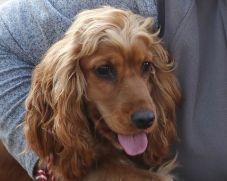 Изгубен е шпаньол в Пловдивско, предлагат 1000 лв. възнаграждение