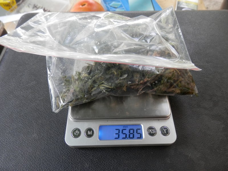 Откриха домашна оранжерия за марихуана край Пазарджик! Арестуваха Валето