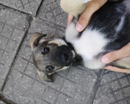 Изхвърлиха това пале пред вход в Пловдив! Търси си стопани