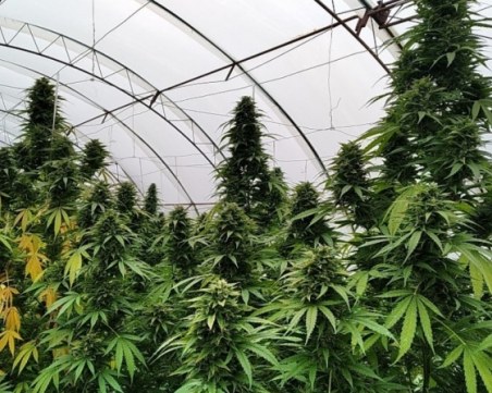 Разбиха две оранжерии за канабис във Варна