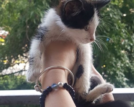 Спасиха малко котенце на оживено кръстовище, търсят му семейство