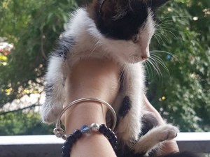 Спасиха малко котенце на оживено кръстовище, търсят му семейство