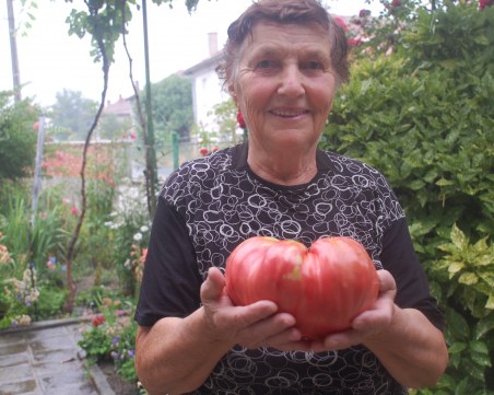 Домат гигант отгледа баба Мария