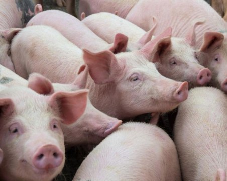 Сблъсъци между здравни инспектори и собственици на ферми край Созопол