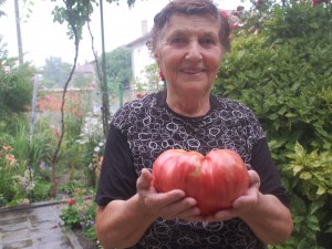 Домат гигант отгледа баба Мария