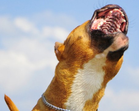 Питбул нападна стопанката и двамата си обучители в София