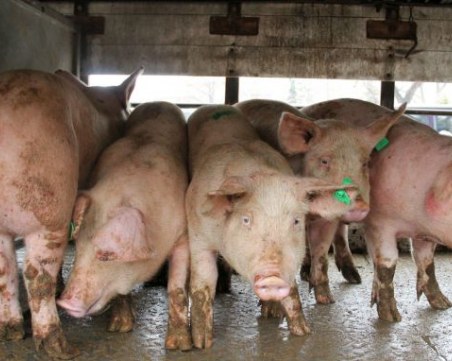 Чумата по свинете плъзна и във Врачанско, ново огнище откриха в Плевен