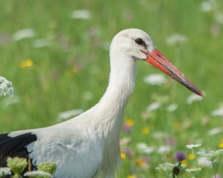 Добро дело! Спасиха ранен щъркел, паднал от гнездо в Дупница