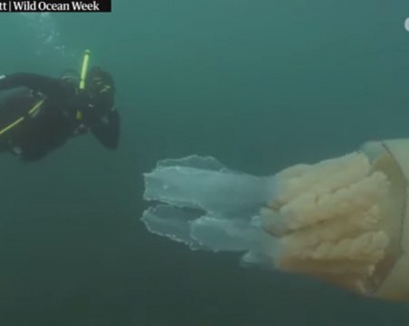 Фотографи заснеха огромна медуза с размерите на човек