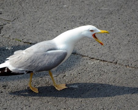 Столичани и пловдивчани все по-често се будят от гларуси, защо птиците изоставиха морето?