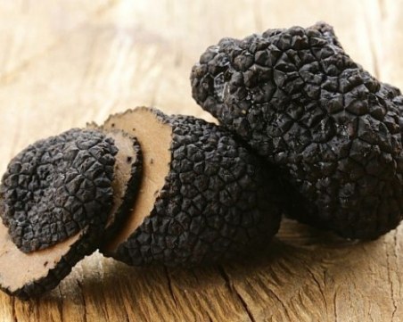 Юмручна свада между трюфелджии прати шуменлия в болница