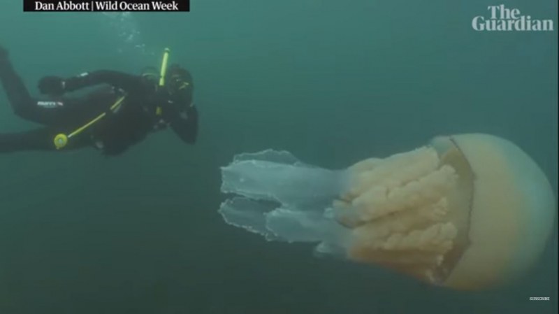 Фотографи заснеха огромна медуза с размерите на човек