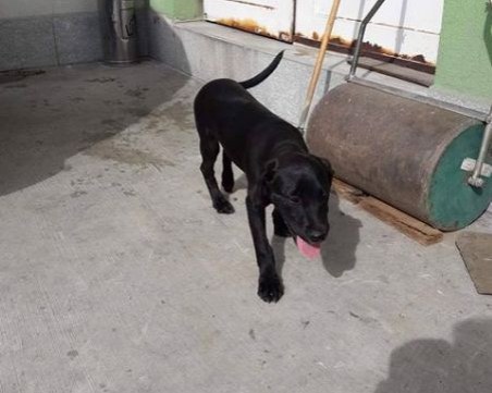 Намериха изгубено бебе лабрадор в пловдивския квартал Остромила