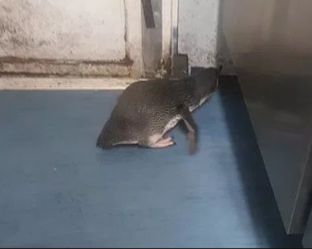 Пингвини разбойници нападнаха суши бар два пъти за един ден