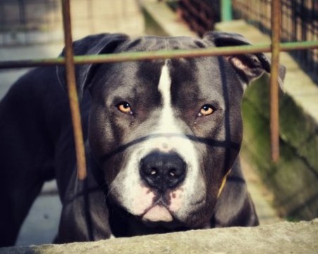 Треньорът на питбула, нахапал стопаните си: Когато се превъзбудят, стават агресивни