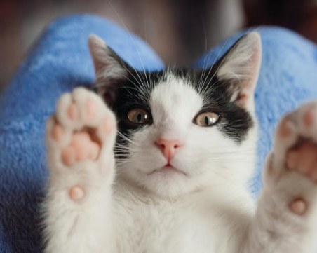 Галенето на куче или котка намалява стреса