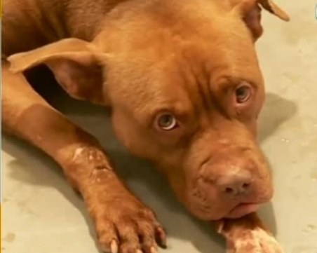 Питбулът, нахапал стопанката си в София, не е трениран с електрически нашийник