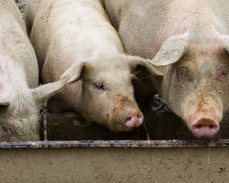 Потвърдиха огнище на африканска чума по свинете и в Търговище