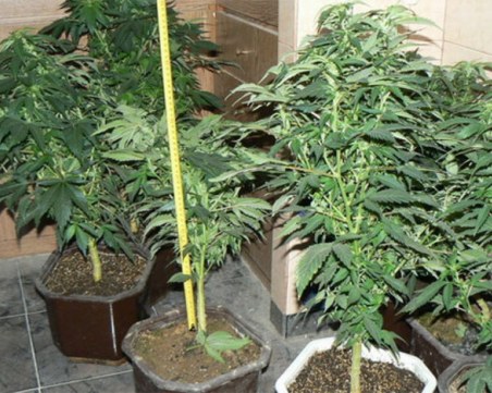 Спипаха асеновградчанин, отглеждал 6 саксии с канабис в дома си