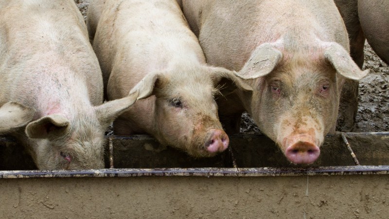 Потвърдиха огнище на африканска чума по свинете и в Търговище