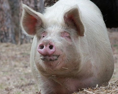 И армията се включва в контрола на разпространението на африканската чума