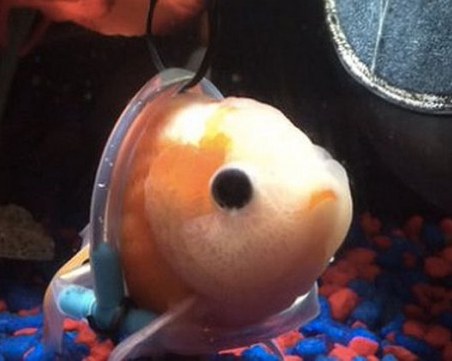 Грижовен стопанин сглоби инвалидна количка за златната си рибка