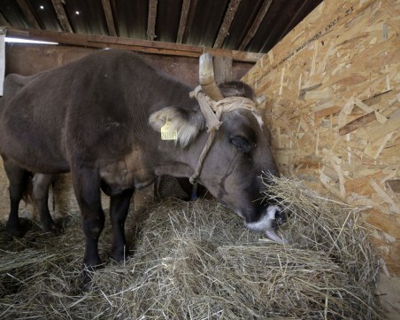 Кравата Пенка роди, кръстиха телето на британски евродепутат