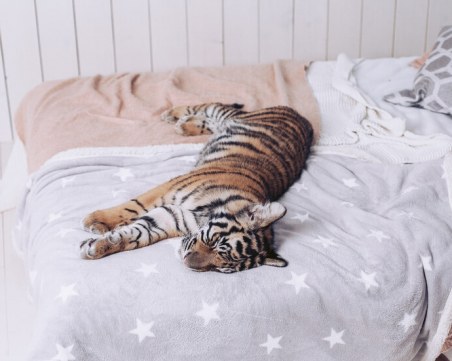 Тигрица нахлу в къщата на мъж и заспа в леглото му