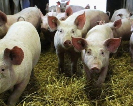 Ново огнище на африканска чума! Умъртвяват над 17 000 свине край Русе