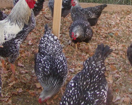 Опустошителен пожар край Пазарджик! 30 000 кокошки изгоряха живи