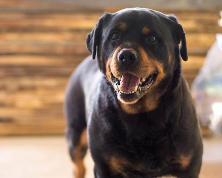 Ветеринари: Специалисти да определят поведението на кучето, да има повече контрол в развъдниците