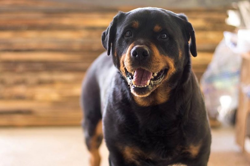 Ветеринари: Специалисти да определят поведението на кучето, да има повече контрол в развъдниците