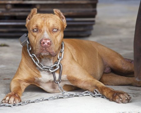 Питбул нападна 11-годишно дете в хасковско село