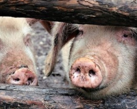 Продължава умъртвяването на 17 000 прасета в Русенско