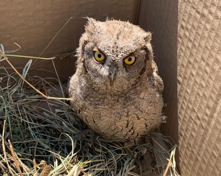 Спасиха малка сова на Гребната база в Пловдив