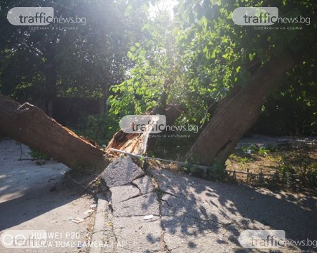 Паднало дърво блокира квартална улица в пловдивския 