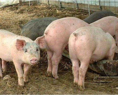 Цената на свинското месо скача заради африканската чума у нас