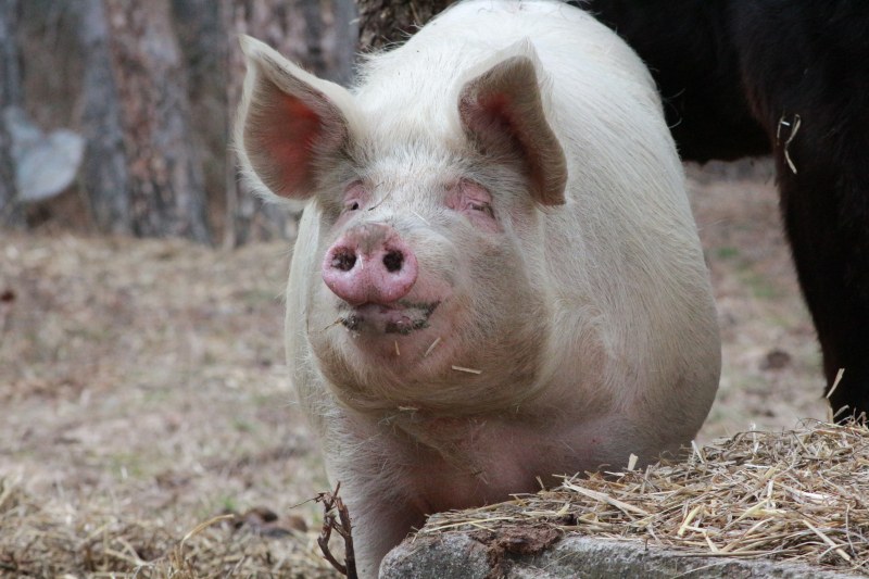 Бедствено положение в Русе заради Африканската чума по свинете