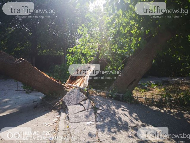 Паднало дърво блокира квартална улица в пловдивския 
