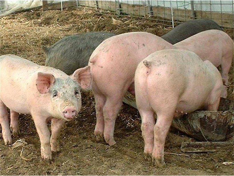 Цената на свинското месо скача заради африканската чума у нас