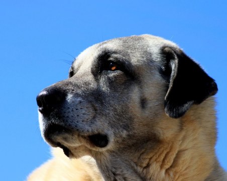 Кангал нападна и нахапа 4-годишно дете