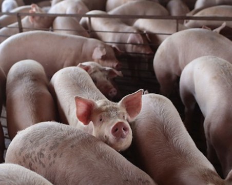 Още един голям свинекомплекс с африканска чума