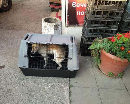 За пример! Доброволци събраха бездомни животни и платиха за кастрацията им