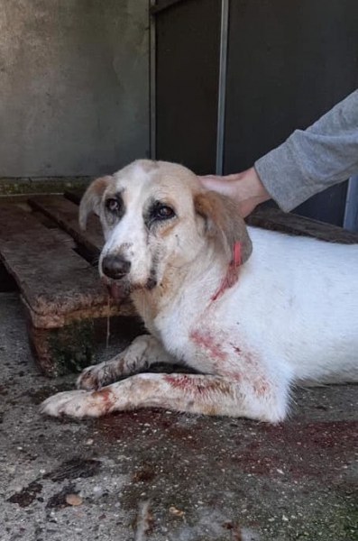 Жестокост в Дупница: Намериха куче от приюта в локва кръв, животното почина от раните си