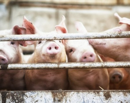 60 хиляди прасета ще бъдат евтаназирани заради чумата