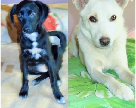 Бела и Беба търсят нов дом. Да им помогнем да намерят своя човек!